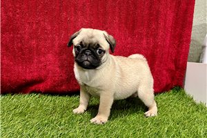Puja - Pug for sale