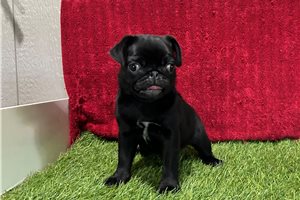 Doodle - Pug for sale
