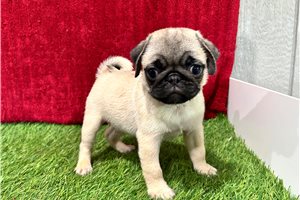 Reid - Pug for sale