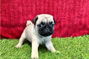 Pansy - Pug for sale