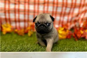 Hugo - Pug for sale