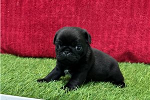 Doodle - Pug for sale