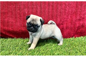 Poppy - Pug for sale