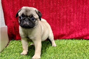 Pandora - Pug for sale