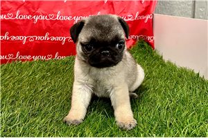 Oakley - Pug for sale