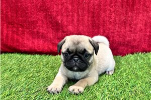 Puja - Pug for sale