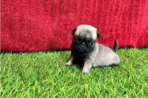 Gladys - Pug for sale