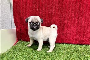 Sabrina - Pug for sale