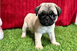 Reid - Pug for sale