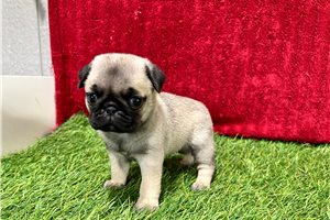 Gloria - Pug for sale