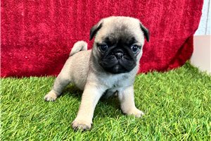 Puja - Pug for sale
