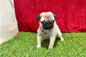Sophie - Pug for sale