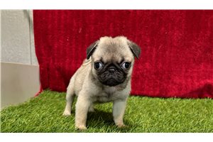 Sophie - Pug for sale