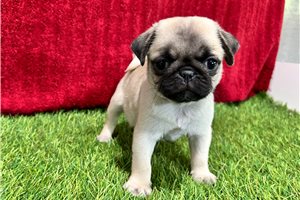 Rhodes - Pug for sale