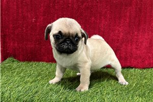Corby - Pug for sale