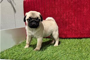 Giselle - Pug for sale