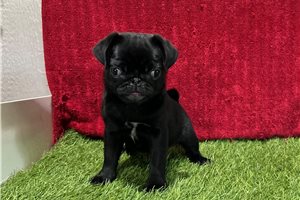 Doodle - Pug for sale