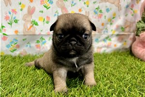 Puja - Pug for sale