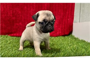Ginny - Pug for sale