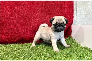 Poppy - Pug for sale