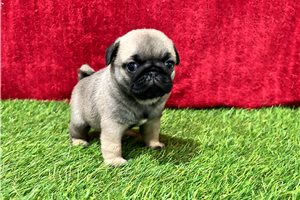 Giselle - Pug for sale
