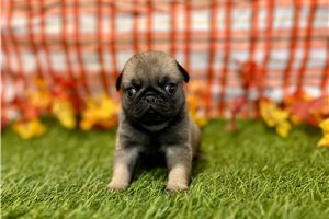 Hans - Pug for sale