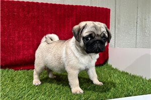 Dora - Pug for sale