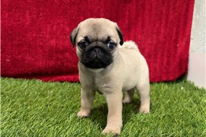 Giselle - Pug for sale