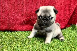 Sophie - puppy for sale