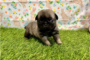 Pandora - puppy for sale