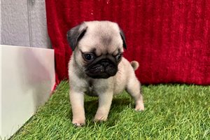 Sierra - Pug for sale