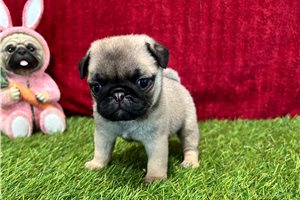 Plum - Pug for sale