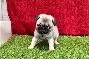 Sophie - Pug for sale