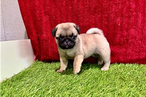 Plum - Pug for sale