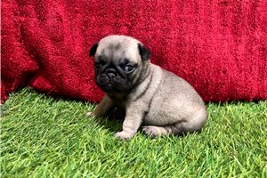 Ginny - Pug for sale