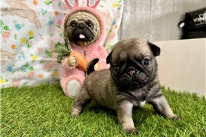 Poppy - Pug for sale