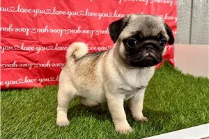 Octavia - Pug for sale