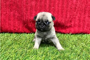 Gloria - Pug for sale