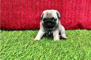 Dora - Pug for sale