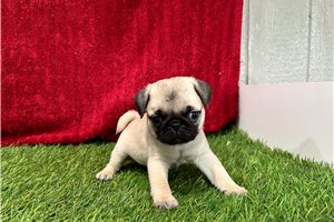 Gloria - Pug for sale