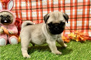 Andrew - Pug for sale