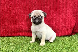 Sabrina - Pug for sale