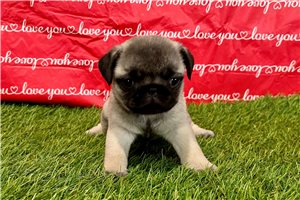 Oakley - Pug for sale