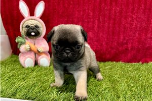 Pandora - Pug for sale