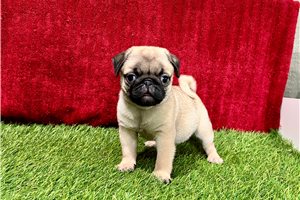 Plum - Pug for sale