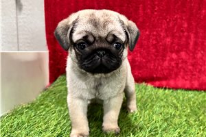 Dora - Pug for sale