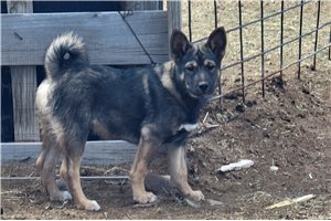 Carter - puppy for sale