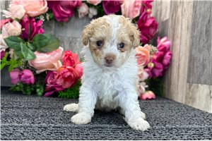 Fancy - Poodle, Miniature for sale