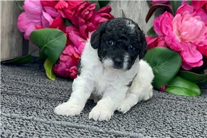 Friska - puppy for sale