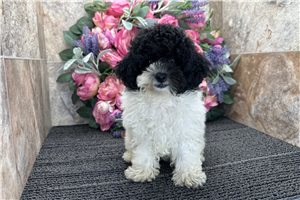 Friska - puppy for sale